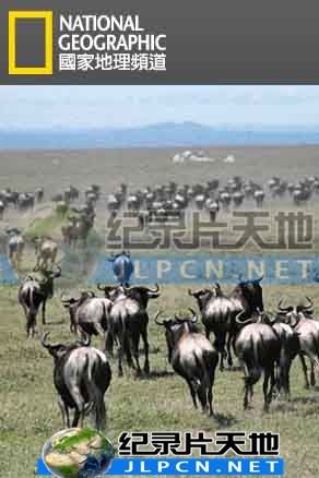 動物大遷徙(全集)